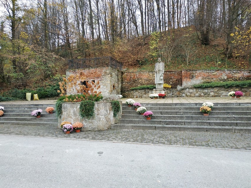 Chryzantemy podarowane przez ogrodnika z Libuszy ozdobiły...