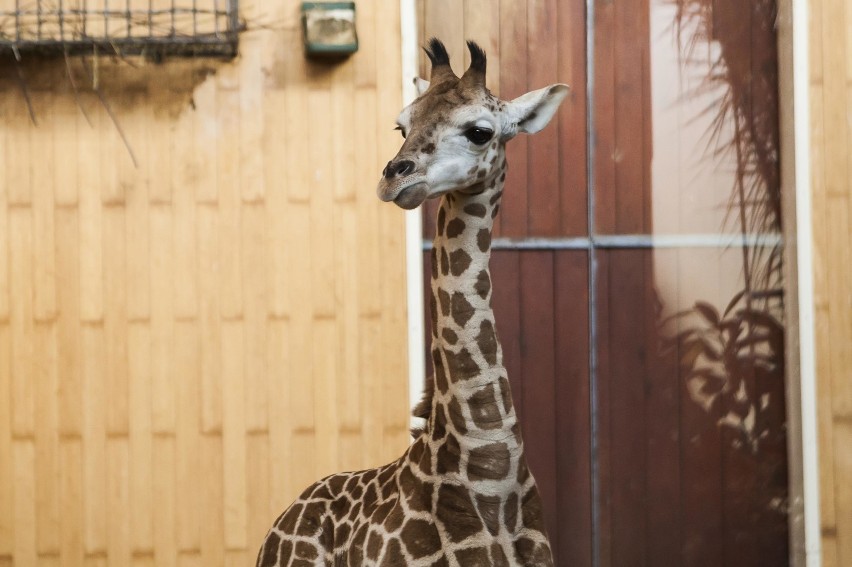 Żyrafek z warszawskiego ZOO ma już dwa metry!