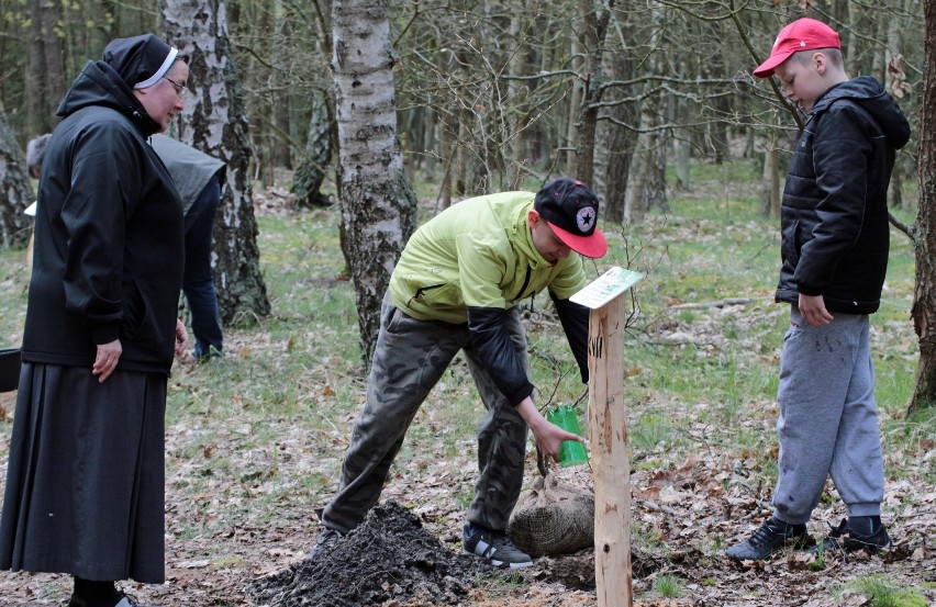 Kilkaset osób wzięło udział w akcji sadzenia drzew w lesie...