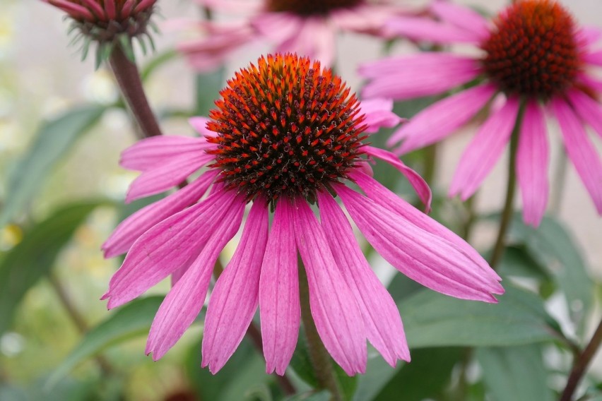 Ziele jeżówki purpurowej (Echinacea purpurea) wykazuje silne...