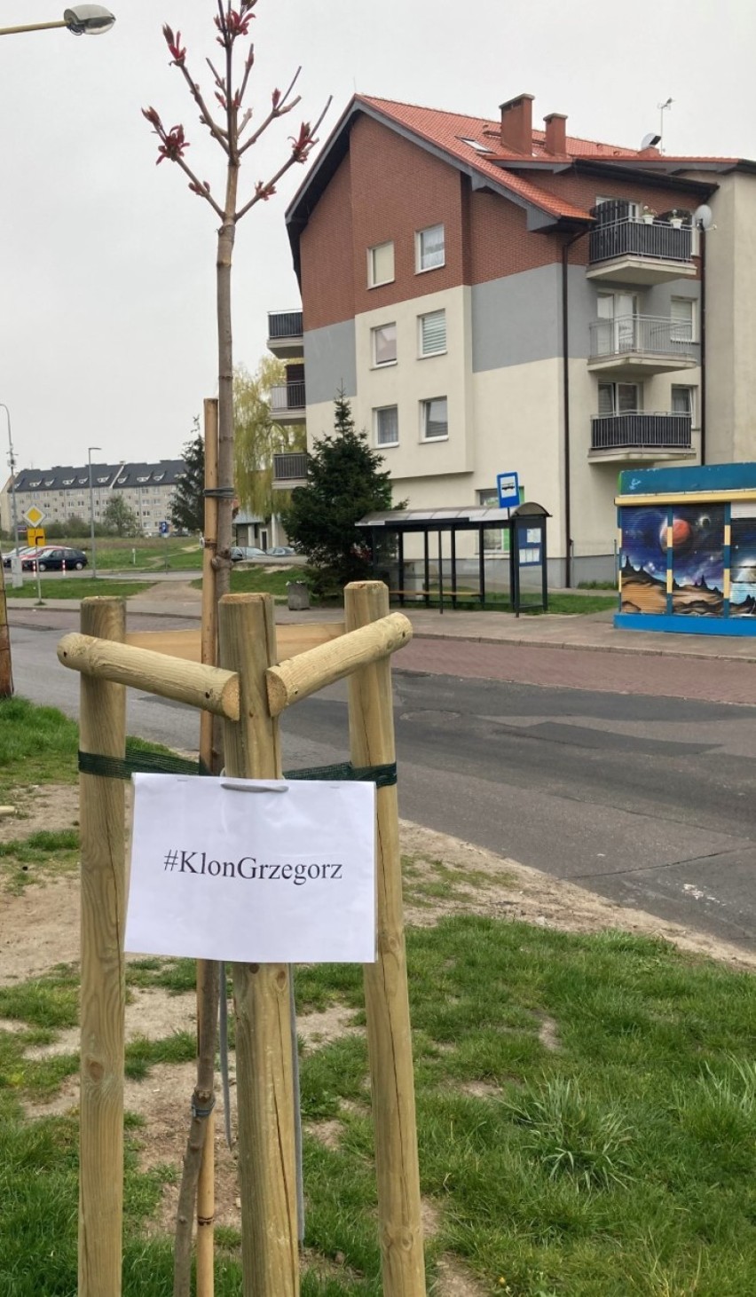 Ul. Armii Krajowej. Adoptowane drzewa posadzone w Stargardzie