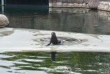 Najmłodsza uchatka pływa już w dużym basenie w opolskim zoo. W wodzie czuje się jak ryba