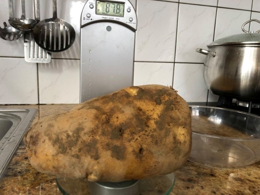 Gigantyczny ziemniak
Ziemniaka olbrzyma o masie prawie 1 kg...