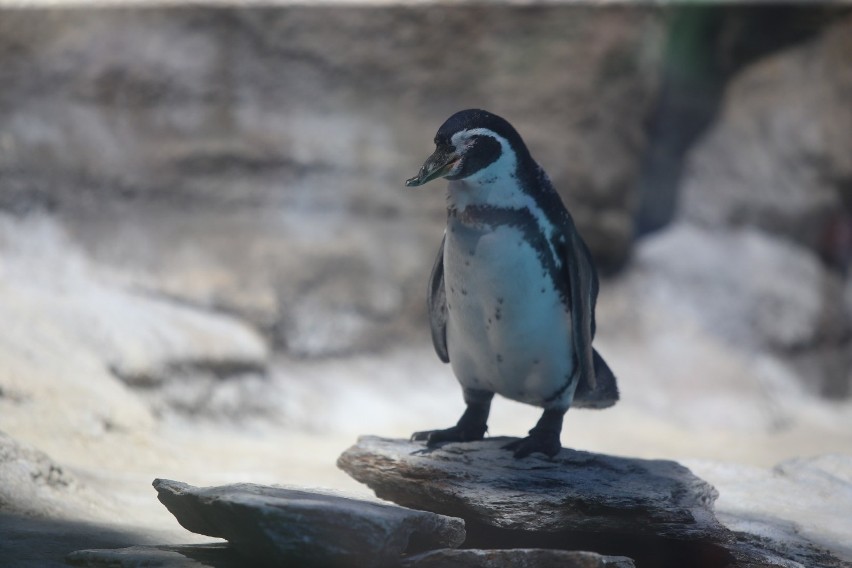 Mieszkańcy Śląskiego Ogrodu Zoologicznego.

Zobacz kolejne...