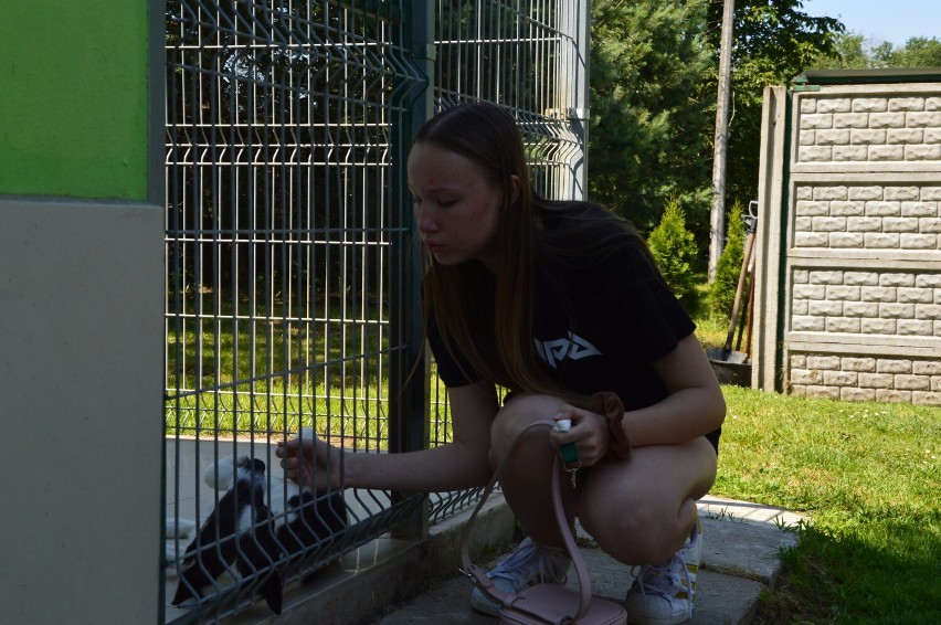 Dzień otwarty w schronisku dla zwierząt w Bełchatowie