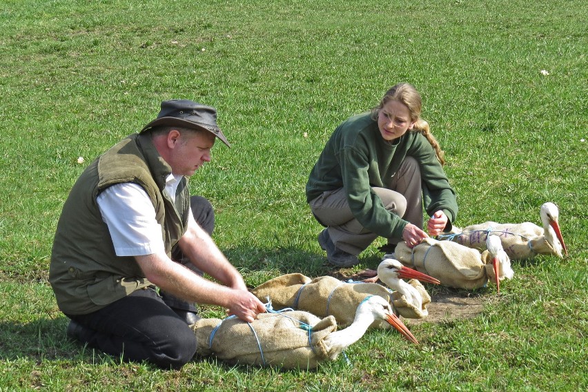 Uwolniono bociany oraz orła bielika z Zoo w Görlitz