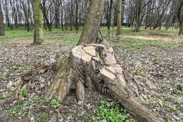 Wycięte drzewa na Westerplatte