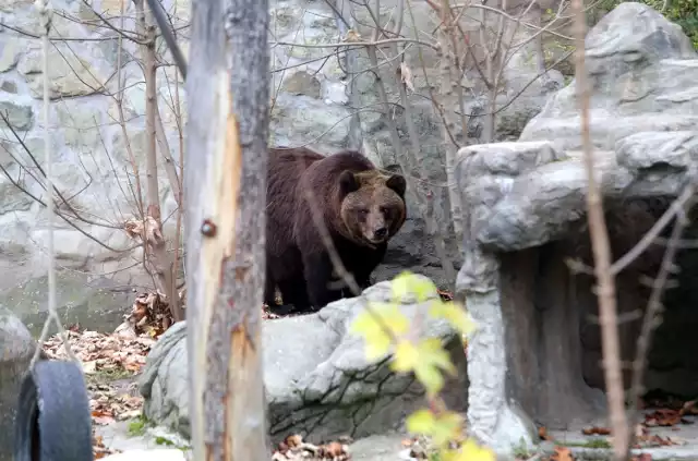 Niedźwiedzie ze śląskiego zoo