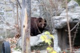 Niedźwiedzie ze śląskiego zoo wybudziły się z zimowego snu. Ogród Zoologiczny w Chorzowie jest otwarty dla zwiedzających 
