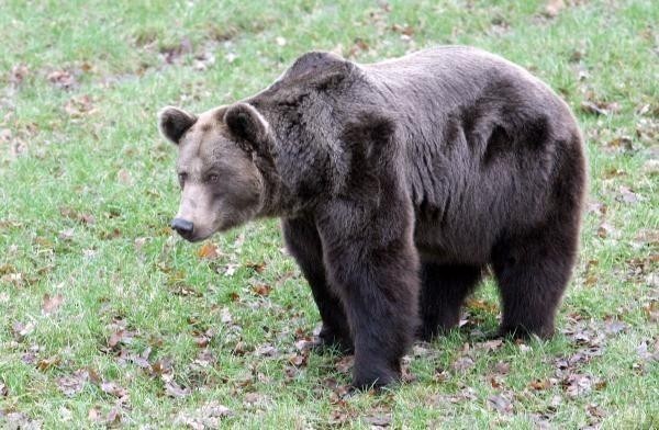 Sierpień 2011
Na ślady niedźwiedzia natknęli się leśnicy w...