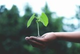 Kaufland zachęca klientów do wspólnej akcji sadzenia drzew