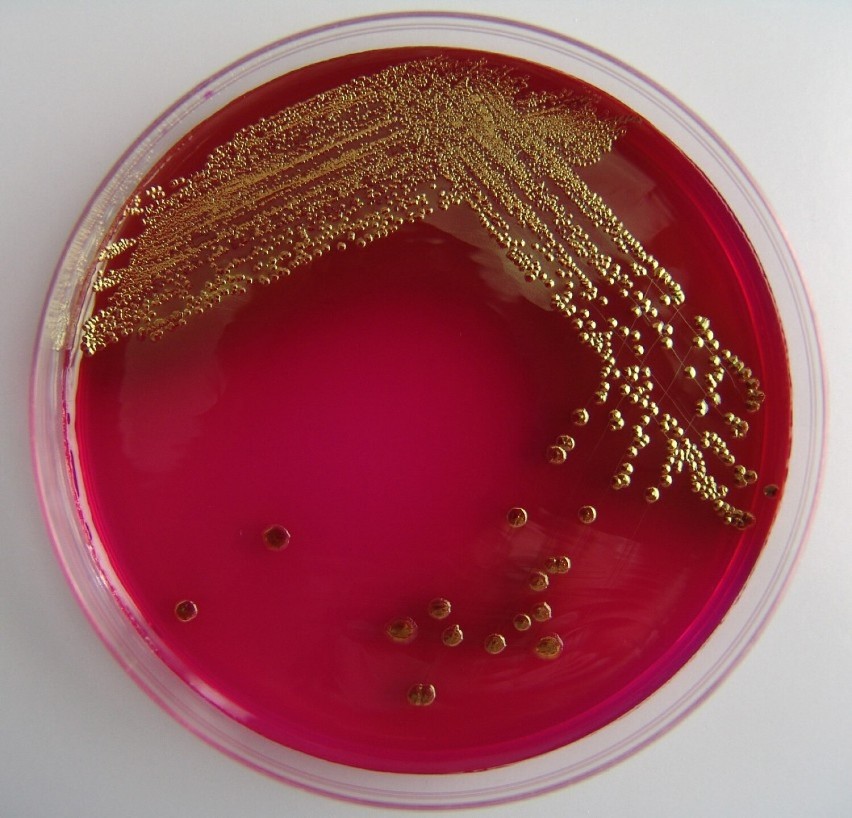 Woda w Sulejowie skażona bakterią grupy coli. Sanepid...