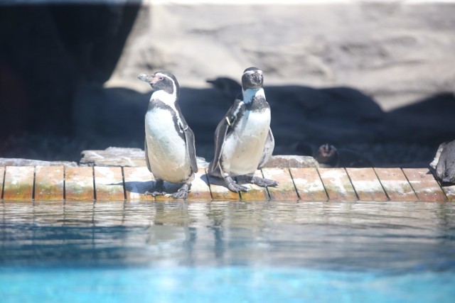 Pingwiny ze śląskiego zoo 
Zobacz kolejne zdjęcia/plansze. Przesuwaj zdjęcia w prawo - naciśnij strzałkę lub przycisk NASTĘPNE