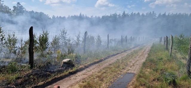 Ogień objął teren lasu w Gajewie o powierzchni prawie jednego hektara.