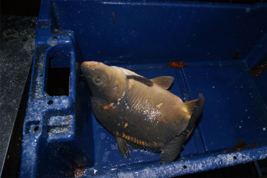 Zakopane, Nowy Targ: Na Podhalu rozpoczęła się rybia gorączka