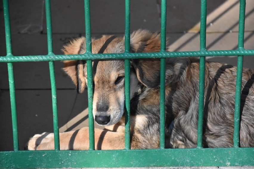 Te psy czekają na adopcję w legnickim schronisku [ZDJĘCIA]