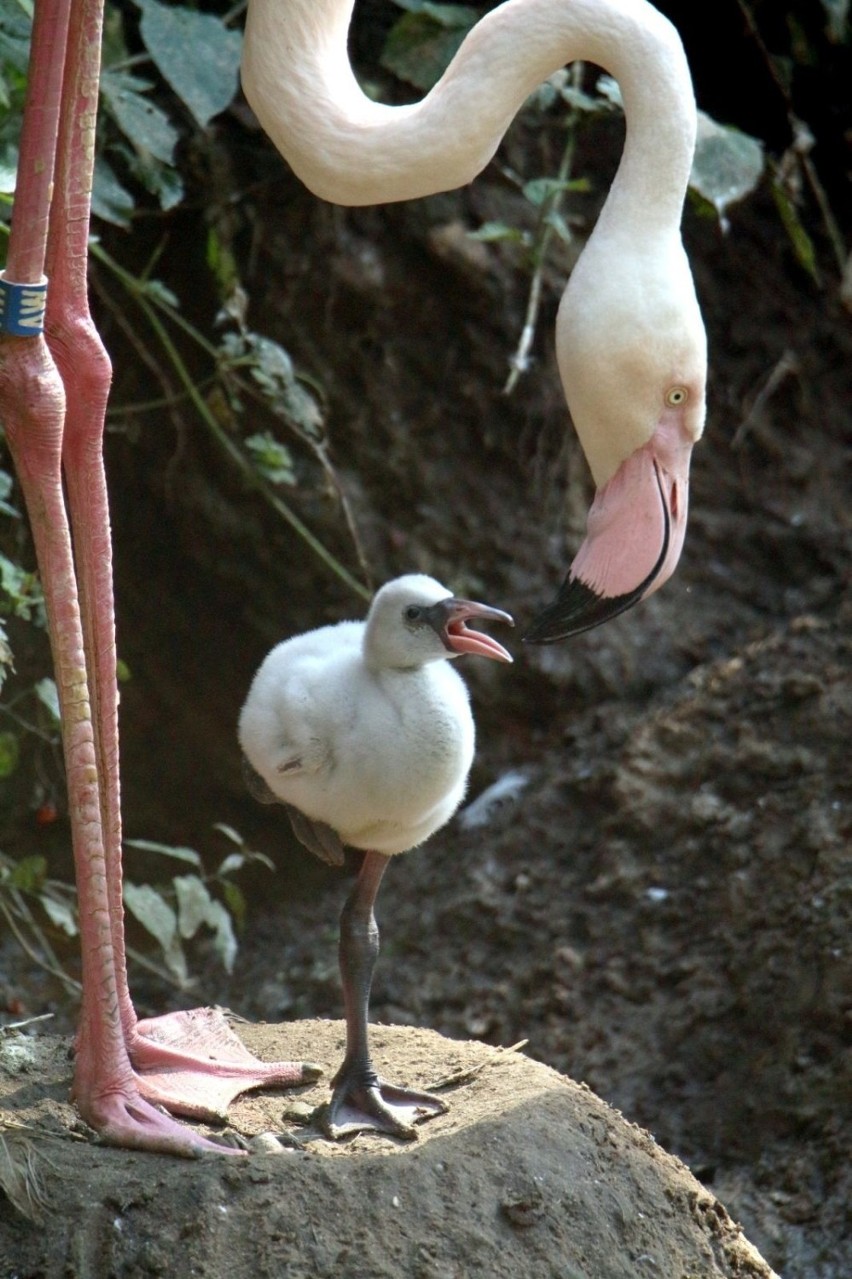 Pierwsze w historii gdańskiego zoo pisklęta flaminga oraz kariamy czerwononogiej