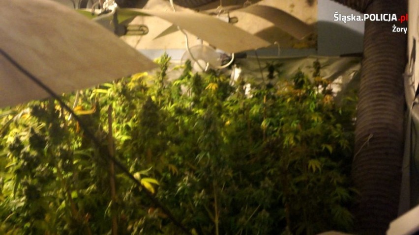 Ogromna plantacja marihuany zlikwidowana przez policjantów z Żor w Rybniku - ZDJĘCIA