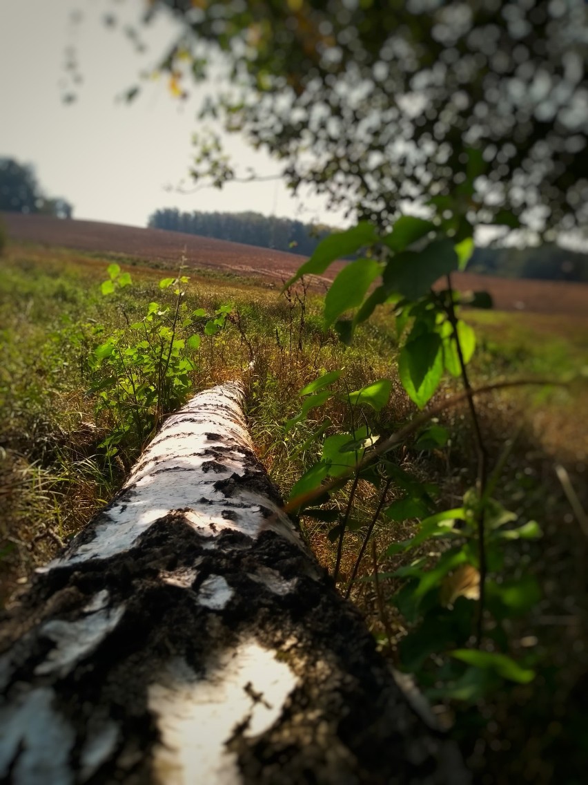 Jakub Klimek z SP5 Szczecinek pięknie fotografuje las [zdjęcia]