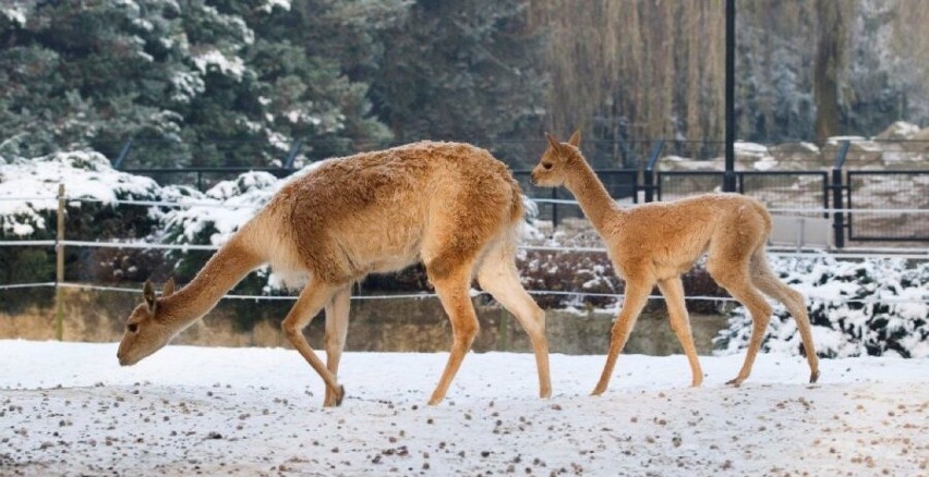 Krakowskie zoo poleca się na zimę. Podkreśla, że dba o reżim...