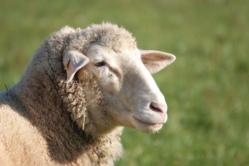 owce i kozy - odnotowuje się niepokój, wzmożony popęd...