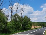 Rodaki. Suche drzewa rosnące wzdłuż drogi zagrażają kierowcom
