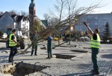 Koniec z betonozą. Na rynku w Rydułtowach sadzą wielkie, 5-metrowe drzewa