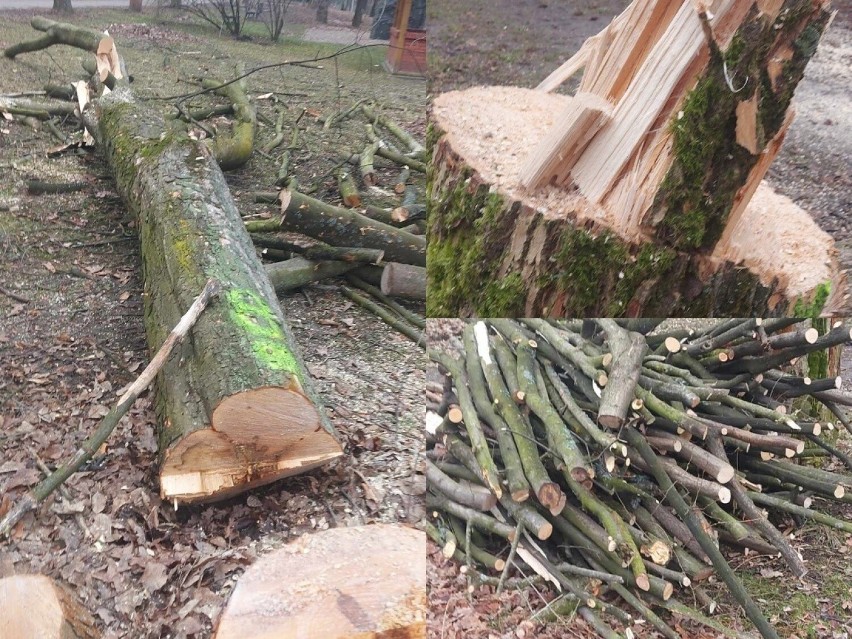 W Parku Miejskim w Kazimierzy Wielkiej trwa wycinka drzew....