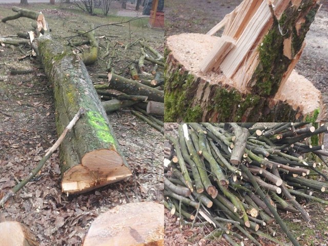 W Parku Miejskim w Kazimierzy Wielkiej trwa wycinka drzew. Mieszkańcy zaniepokojeni, lecz władze miasta uspokajają.