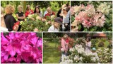 Festiwal Kwitnących Azalii i Rododendronów w Dalkowie przyciągnął tłumy. WIDEO, ZDJĘCIA