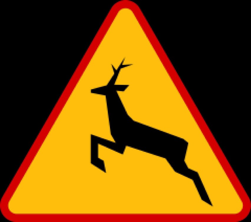Dwaj kierowcy z wieluńskiego uczestniczyli w kolizji z jeleniem