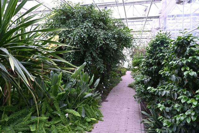 W Ogrodzie Botanicznym Bydgoszczy znajduje się jedna z największych w Kujawsko-Pomorskiem kolekcja kaktusów i sukulentów.