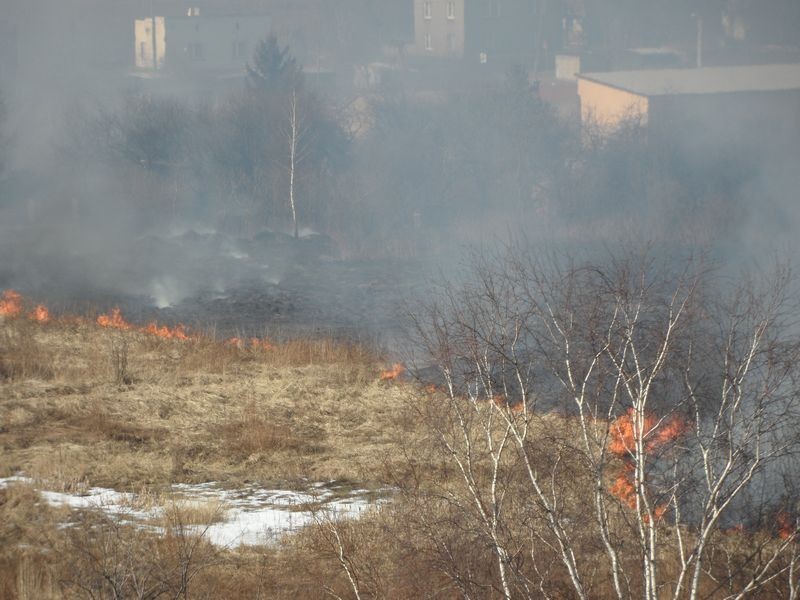 Pożar łąk w Sosnowcu-Milowicach. Ogień był blisko domów [WIDEO]
