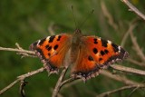 Motyle. Rusałka drzewoszek (Nymphalis xanthomelas)
