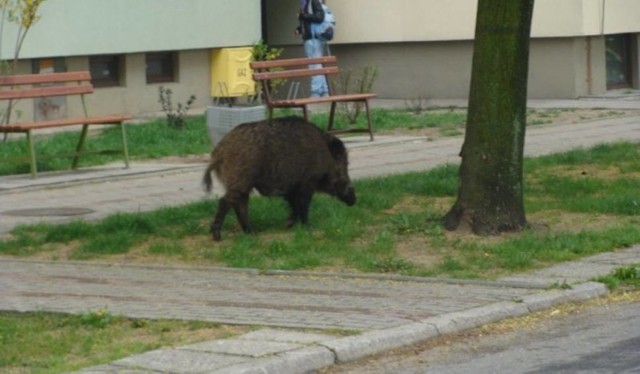 Zdjęcie ilustracyjne.