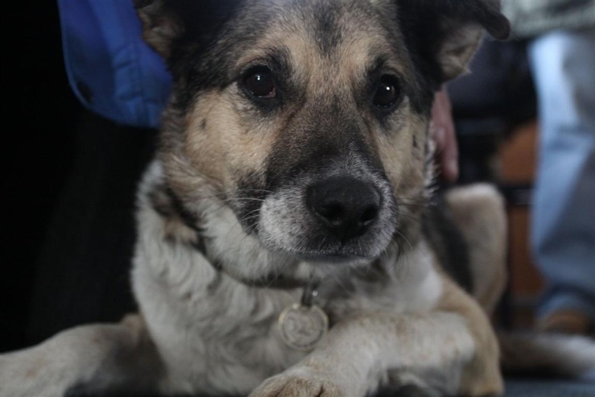 Pies Baltic krótko po uratowaniu w 2010 r.