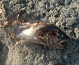 Śnięte ryby na Białej. Renegat Fishing Team podnosi alarm [ZDJĘCIA]