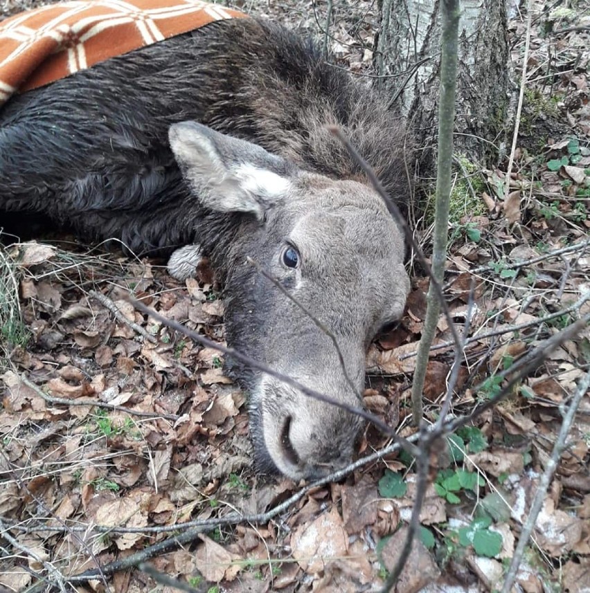 Ochotnicza Straż Pożarna w Lipsku. Druhowie uratowali łosia [Zdjęcia]