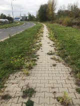 Wstyd! To chodnik w Głogowie czy w opuszczonym mieście? Zarasta trawą, a korzenie niszczą kostkę