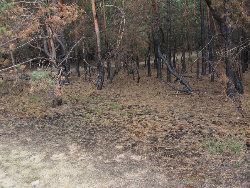 Skutki pożaru w jednym z włocławskich lasów.