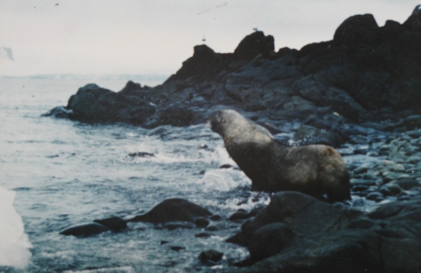 Podpis pod zdjęciem "Uchatka w trakcie schodzenia do wody"