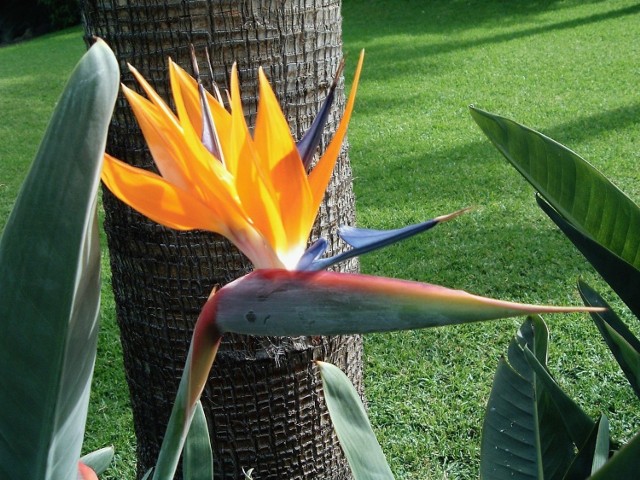 Strelicja czyli &quot;rajski ptak&quot; jest byliną z rodziny bananowc&oacute;w. Ulubiony kwiat wyspiarzy i turyst&oacute;w, jest symbolem Teneryfy. Fot. Isabella Degen