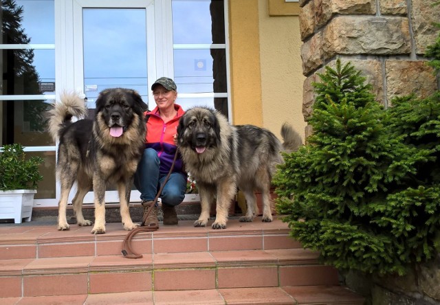 Jolanta Kapuścińska ze swoimi ukochanymi psami. To jugosłowiańskie psy pasterskie