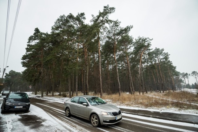 Las przy ul. Wiśniowej na Miedzyniu wyrasta między domkami jednorodzinnymi. Wkrótce domów może być tu więcej, a lasu mniej. Tak wynika z planów ratusza: miejskie (zadrzewione) działki mają zostać sprzedane. Na prośbę mieszkańców Miedzynia w obronie lasu ruszyli przyrodnicy ze stowarzyszenia Modrzew. Petycję w tej sprawie do prezydenta Bruskiego podpisało już prawie pół tysiąca osób.