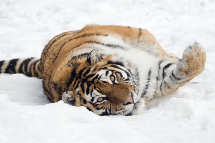 Tygrysy tarzają się w śniegu, biały puch lubią też słonie.