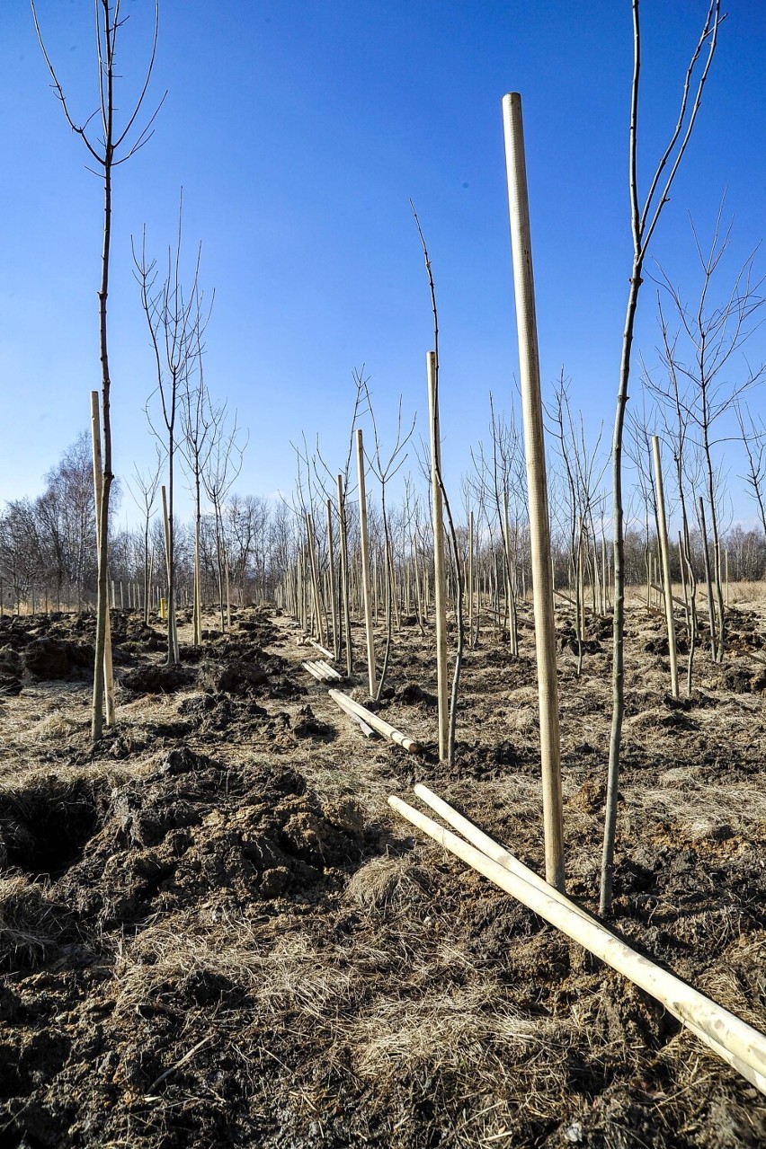 Posadzono ponad 640 drzew na terenie Kopalni Turów. Liściasty azyl w ramach porozumienia z Czechami