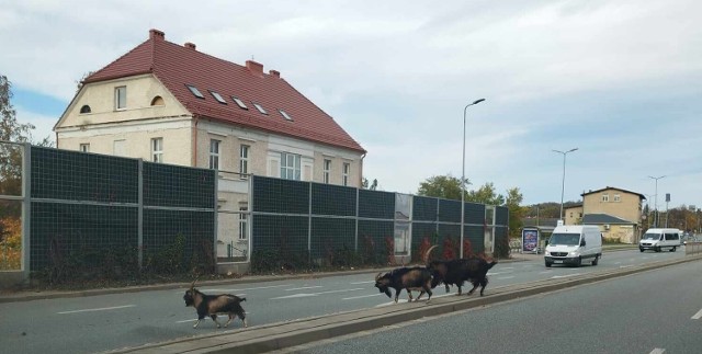 Kozy biegały po ul. Wrocławskiej w Wałbrzychu, kierowcy musieli gwałtownie hamować