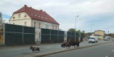Kozy na gigancie biegały po ulicy Wrocławskiej w Wałbrzychu, kierowcy przecierali oczy ze zdumienia 