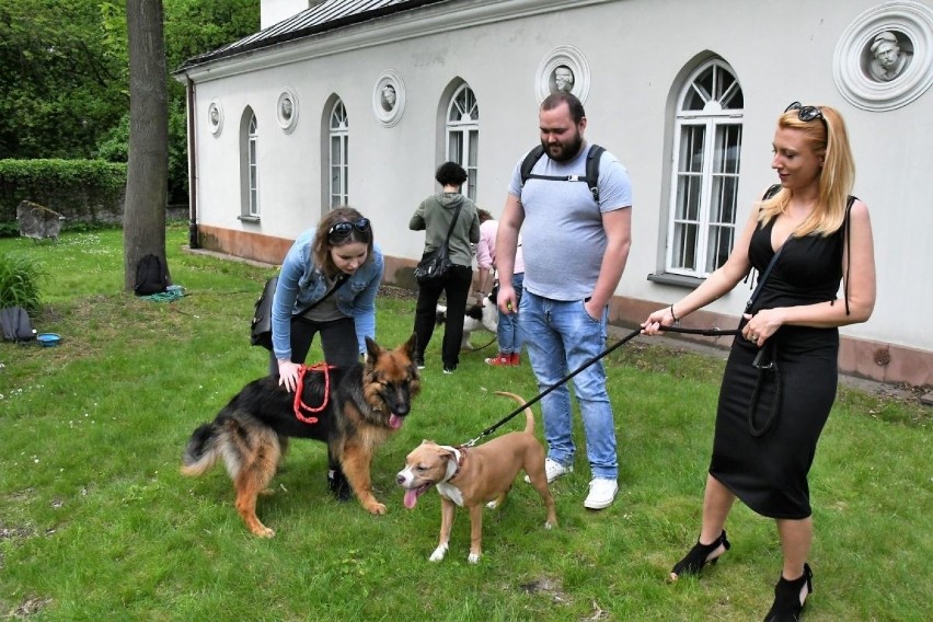 W Kielcach trwa dzień psiarza. Dużo atrakcji dla psów i ich właścicieli