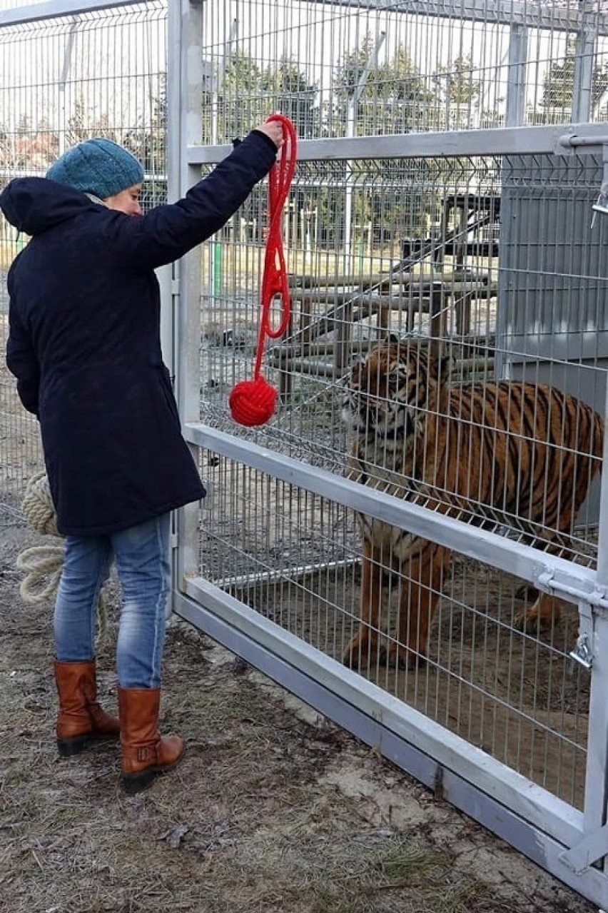 - Stanowczo obalam tezę, jakoby mocz tygrysa leczył z...